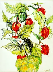 Chinese Lantaarn Spray, 2005