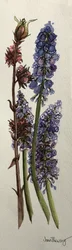 Muscari en Viburnum bodnantense