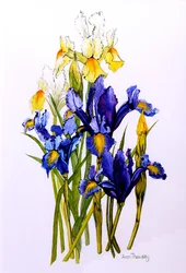 Drie paarse en twee gele irissen met knoppen