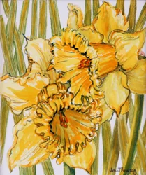 Twee Narcissen