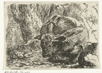 Koe (Dieren)