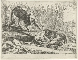 Twee honden