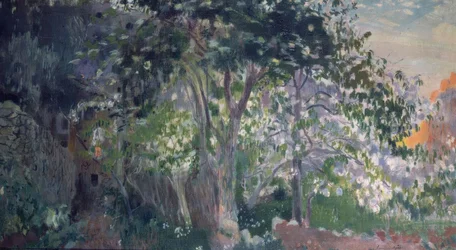 De Grijze Boom, Sa Calobra, Mallorca