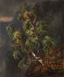 Berkenboom in een storm