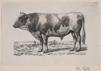 Een stier