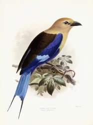 Blauwbuikroller, 1893