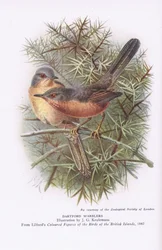 Dartfordzangers, Natuur in Groot-Brittannië uitgegeven door Collins, 1946