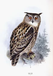 Oehoe