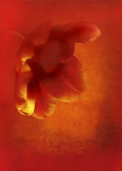 Rode bloem, 2016