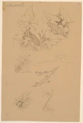 Blad- en bloemstudies