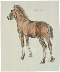 Een staand veulen
