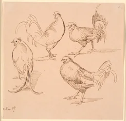 Vier studies van hanen