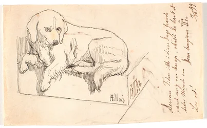 Liggende hond