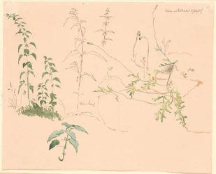 Plantenstudies
