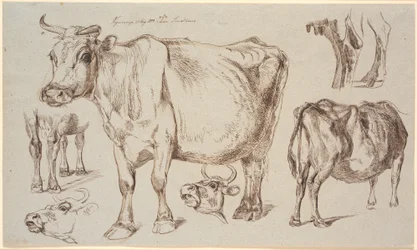 Studieblad van Vognserup. Verschillende studies van een koe