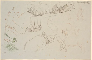 Studieblad van Vognserup. Verschillende studies van varkens. Een studie van een paar paardenhoeven. Een studie van een hondenkop en een studie van gras