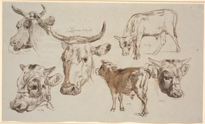 Studieblad van Vognserup. Studies van koeienkoppen, stierkalveren en hun koppen