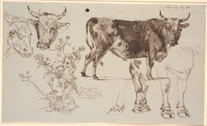 Studieblad van Vognserup. Links twee koeienkoppen, daaronder een zuring. Vanaf het midden naar rechts een staande stier, daaronder studies van zijn benen