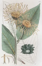 Alant Inula helenium, 1804-1811