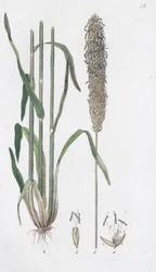 Weide Foxtail Alopecurus pratensis