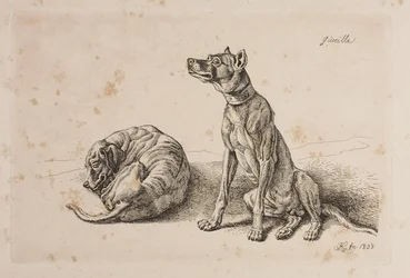 Guerrilla, twee honden