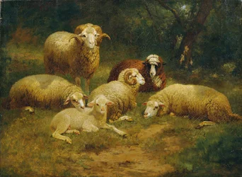 Schapen
