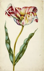 Tulp