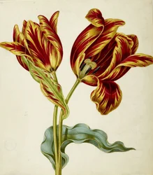 Tulp, ca. 1660