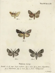 Argentijn, vlam brokaat en boogschutter