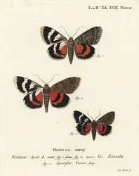 Franse rode ondervleugel, Catocala elocata 1,2, en donkere karmozijnrode ondervleugel variëteit, Catocala sponsa 3. Handgekleurde kopergravure door Johann Carl Bock