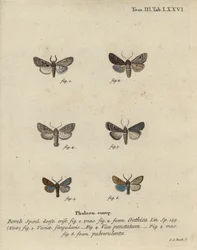 Hebreeuws karakter, zwartgevlekte kastanjevlinder, kleine quakervlinder, enz.