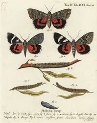 Rode ondervleugelmot, Catocala nupta. Handgekleurde kopergravure door Johann Carl Bock naar Eugenius Johann Christoph Esper