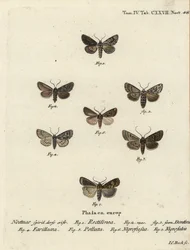 Saksische mot, Hyppa rectilinea 1, schaarmot, Hada plebeja 2,3, moerasdolk, Acronicta strigosa 4, bruine vlek pinion, Agrochola litura 5, witlijn pijlstaart, Euxoa nigrofusca 6, Opigena polygona 7. Handgekleurde kopergravure door Johann Carl Bock