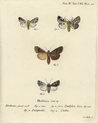 Trichosea ludifica 1,2, zuidelijke rustieke, Rhyacia lucipeta 3, en Lamprosticta culta 4. Handgekleurde kopergravure door Johann Carl Bock naar Eugenius Johann Christoph Esper