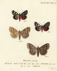 Ondervleugel mot, Catocala coniuncta 1,2, en Apopestes spectrum 3,4. Handgekleurde kopergravure door Johann Carl Bock