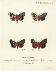 Onderwing motten, Catocala pacta en Catocala coniuncta. Handgekleurde kopergravure door Johann Carl Bock naar Eugenius Johann Christoph Esper