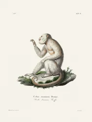 Slanke kapucijnaap door Johann Christian Daniel von Schreber.
