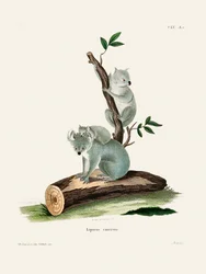 Koala Door Johann Andreas Wagener