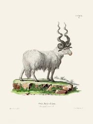 Ovis Aries door Johann Andreas Wagener en Johann Christian Daniel Von Schreber.