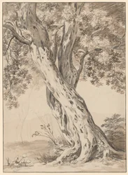 Twee Verstrengelde Eikenbomen