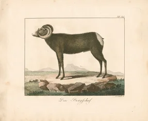 De Mouflon (handgekleurde gravure)