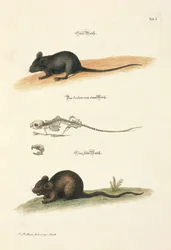 Huismuis en veldmuis met skelet