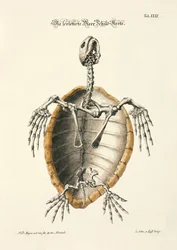 Zeeschildpad Skelet