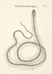 Skelet van de gewone slang