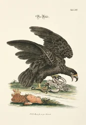 De adelaar