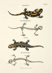 De vuursalamander met skelet
