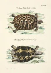De landschildpad van boven en onder