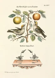 De Robin van beide seksen