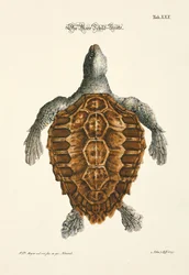 De zeeschildpad