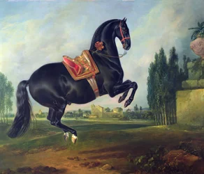Een zwart paard dat de Courbette uitvoert